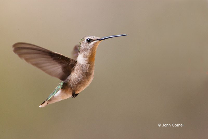 Black-chinned Hummingbird;Hummingbird;Archilochus alexandri;Flying bird;action;aloft;behavior;flight;fly;flying;soar;wing;winged;wings;one animal;Color Image;Photography;Birds;Animals in the Wild;Flight;Action;Active;in flight;motion;movement;soaring